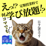 ネコチャンもびっくり、学び放題コース
